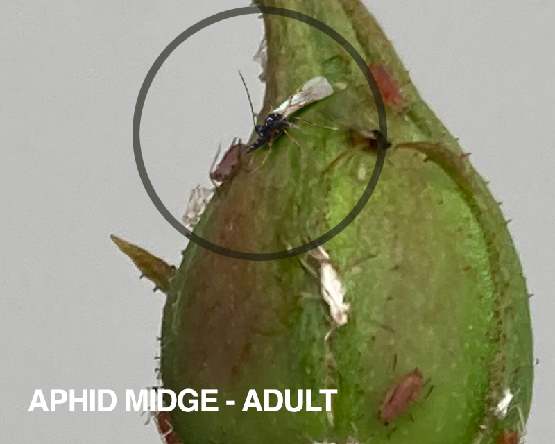 Beneficial insects for the garden Predatory Insects Searles Gardening